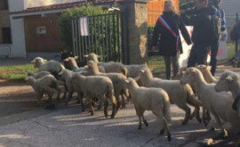 Невероятно во Франции несколько овец записали в школу