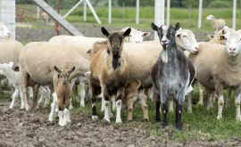 Granturi generoase pentru producătorii fermelor de ovine și caprine