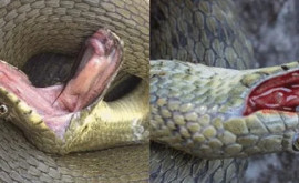 Oamenii de știință au identificat o specie de șerpi care se prefac morți cu îndemînare 