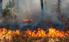 На северовостоке Польши бушует крупный лесной пожар