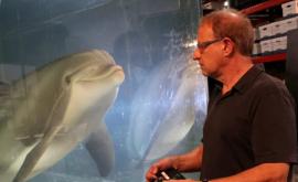 Delfinul robot invenția care ar putea elibera delfinii din parcurile tematice