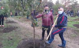 Voluntarii Voievod și Ecodava au participat în Campania națională de inverzire a plaiului FOTO