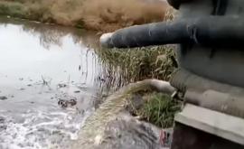 Apă uzată vărsată în iazul de la Băcioi VIDEO