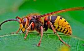 Primul cuib de viespi ucigaşe din SUA a fost găsit şi distrus