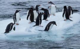 В Антарктиде пингвины попали в ледовую ловушку
