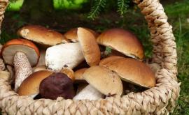 Растет количество детей отравившихся грибами