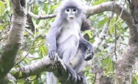 O nouă specie de maimuţă descoperită în Myanmar