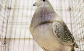 Гоночный голубь из Бельгии продан на аукционе за рекордную сумму