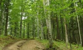 Лесной фонд Молдовы будет обеспечен высококачественным репродуктивным материалом
