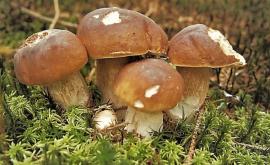 Atenție la ciuperci Timp de zece zile patru oameni au murit în urma intoxicației cu ciuperci