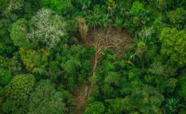 Tăierile de copaci din Amazon au atins cel mai mare nivel din ultimii 12 ani