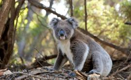 Un koala sa răcorit minute bune cu apa de la stropitoarea dintro curte VIDEO