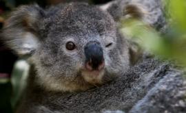 Un ursuleț koala a intrat în casă și sa căţărat în vîrful pomului 