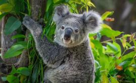 Peste 60000 de urși koala au murit în incendiile din Australia