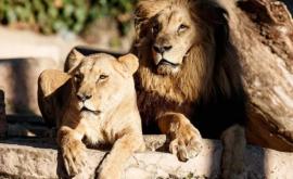 Mai mulți lei ai unei grădini zoologice testați pozitiv cu COVID19