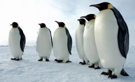 Un iceberg uriaș se îndereaptă spre o insulă cu milioane de pinguini