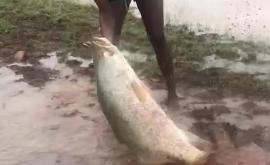 Три девушки поймали рыбу голыми руками на глазах у крокодила и попали на видео 