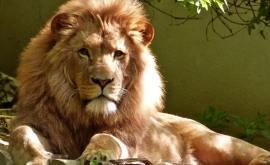 В столичный зоопарк прибудут пять львов из Словакии 