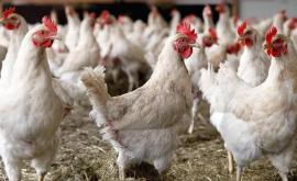 Japonia sacrifică peste 1 milion de găini după confirmarea unui focar de gripă aviară