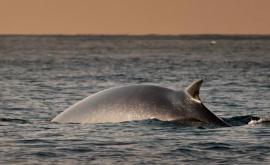 O nouă specie de balene albastre descoperită în Oceanul Indian