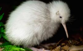 Редкая белая птица киви умерла в Новой Зеландии