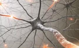 Oamenii de știință au descoperit cum crește sistemul neuronal al creierului