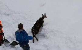 O capră sălbatică îngropată în zăpadă a fost salvată de lucrătorii feroviari din Austria