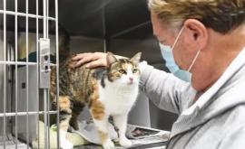 Кошку нашли спустя три года после смерти хозяйки