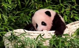 Fu Bao puiul de urs panda care a devenit senzație pe internet