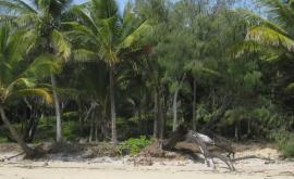 Трое кубинцев выжили на необитаемом острове питаясь месяц кокосами