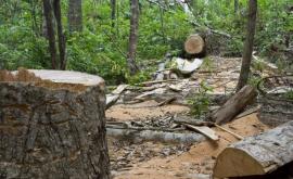 Moțpan despre tăierile ilegale de copaci