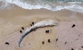 Balenă moartă lungă de 17 metri adusă de valuri pe o plajă din Israel