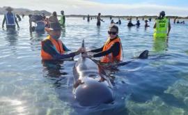 В Новой Зеландии спасают выброшенных на мелководье дельфинов