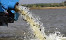 Рыбоводы Молдовы призывают депутатов не допустить уничтожения отрасли