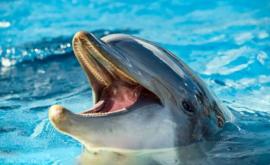 Dronele antrenate pentru a salva cea mai rară specie de delfin din lume