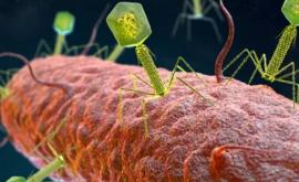 Peste 70000 de virusuri descoperiți în microbiomul din intestinul uman