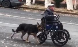 Un cîine credincios își ajută stăpînul să se deplaseze în scaunul cu rotile VIDEO