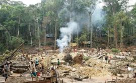 Две трети тропических лесов на планете уничтожены или пришли в упадок