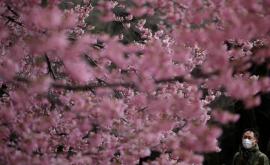 Sezonul cireșilor înfloriți deschis în mod oficial în Japonia