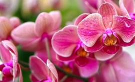Ce simbolizează orhideea și cui e bine să oferi o astfel de floare