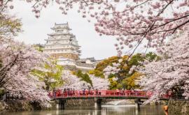 Festivalul florilor de cireş din Japonia limitata de pandemie