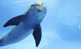 Povestea adevărată a delfinului Jack Pelorus care a ghidat zeci de nave