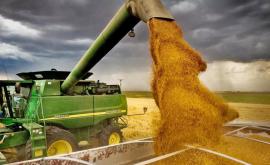 Oficial Exportul grîului din rezerva de stat a fost interzisă