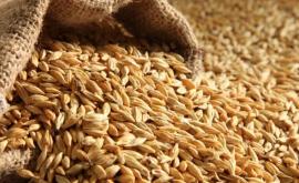 Opinie Interzicerea exportului de grîu este o iluzie și o mare daună