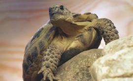 De ce este periculos să ții acasă o broască țestoasă
