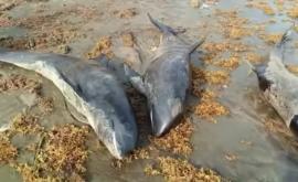 Zeci de pești și delfini au fost găsiți morți pe o plajă din Ghana