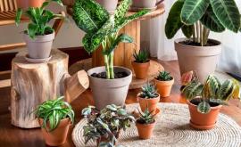 Motive pentru care ar trebui sati iei plante de apartament