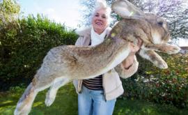 В Великобритании похитили самого большого кролика в мире