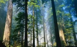 Un hectar de pădure de cedru întro zi produce aproximativ 30 kg de substanțe volatile organice cu proprietăți bactericide