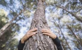 Объятия с деревьями положительно влияют на здоровье